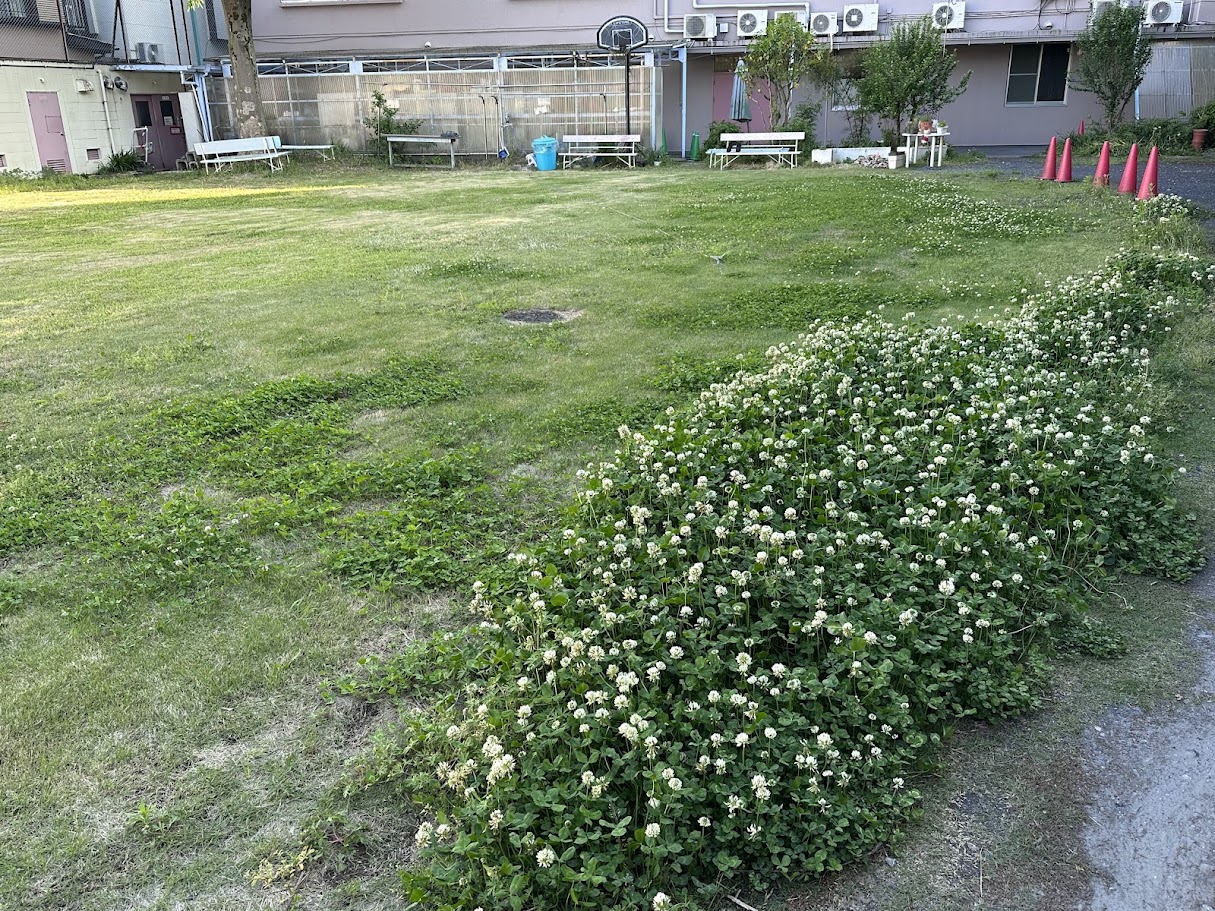 松風荘病院の院庭に広がる芝生と白い花